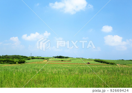 沖縄の風景　さとうきび畑 92669424