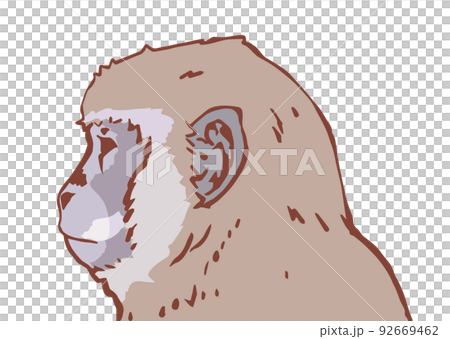Illustration of a cynomolgus monkey 92669462