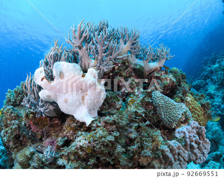 オオモンカエルアンコウ 92669551