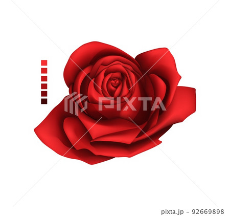 Rose hand drawing and mesh colored. A blossoming rosebud. Vector illustration. 92669898