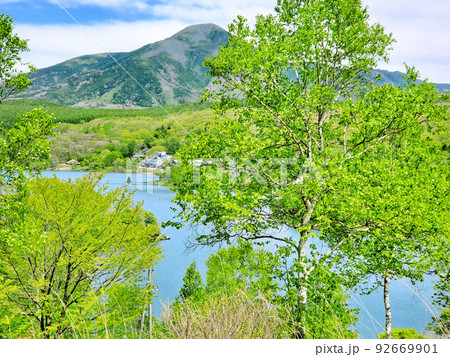 高原のシラカバと湖 (蓼科山と白樺湖) 92669901