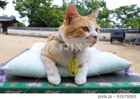 猫城主 さんちゃん 92670063