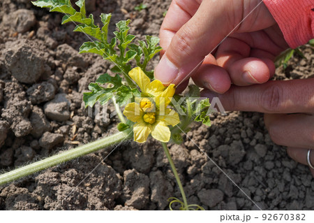 人工授粉07 92670382