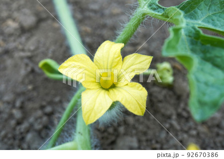 スイカの雌花03 92670386