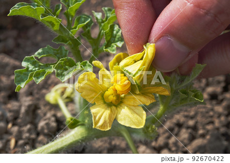 人工授粉05 92670422