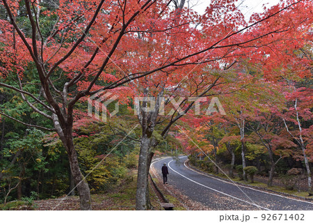 三倉岳の紅葉 三倉岳の紅葉 92671402