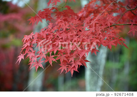 三倉岳の紅葉 三倉岳の紅葉 92671408