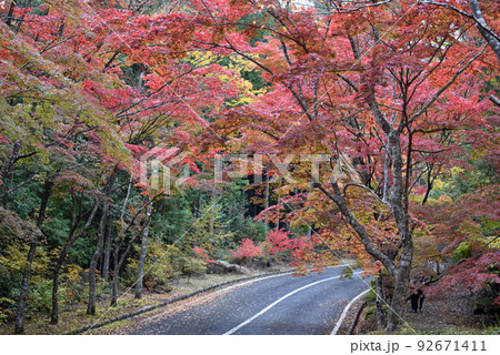 三倉岳の紅葉 三倉岳の紅葉 92671411