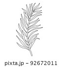 Branch of coniferous tree. Line illustration of evergreen plant with needle. Christmas botanical decoration for packaging, label and coloring. 92672011