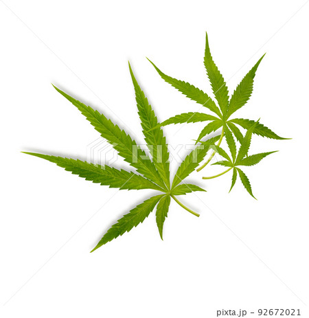 Marijuana trees for medical use are used separately isolated on white background Marijuana trees for medical use are used separately isolated on white background 92672021