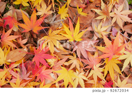 紅葉・黄葉したもみじの落ち葉のイメージ ~ソフトフォーカス ~3:2バージョン 紅葉・黄葉したもみじの落ち葉のイメージ ~ソフトフォーカス ~3:2バージョン 92672034