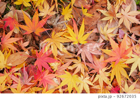 紅葉・黄葉したもみじの落ち葉のイメージ ~3:2バージョン 紅葉・黄葉したもみじの落ち葉のイメージ ~3:2バージョン 92672035