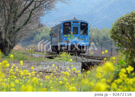 錦川清流線の菜の花 92672116