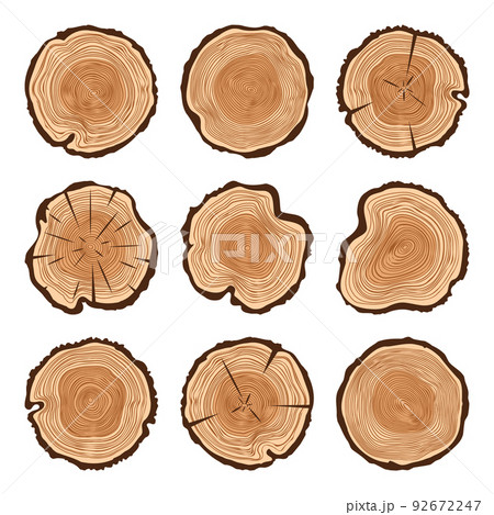 Round tree trunk cuts with cracks, sawn pine or oak slices, lumber. Saw cut timber, wood. Brown wooden texture with tree rings. Hand drawn sketch. Vector illustration 92672247