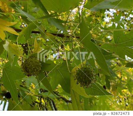 Sycamore tree leaves with seeds natural background, branches of bright vibrant green color, environmental concept, Platanus occidentalis, also known as American sycamore 92672473