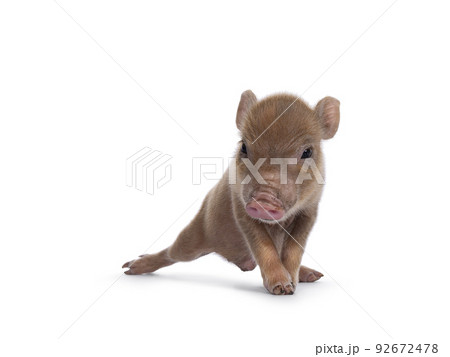 Red mini piglet on white background 92672478