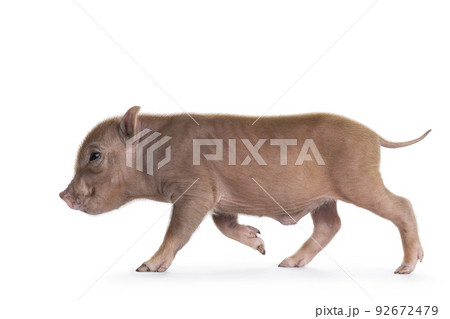 Red mini piglet on white background 92672479