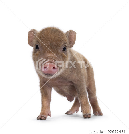 Red mini piglet on white background Red mini piglet on white background 92672481