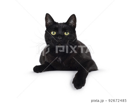 Black cat on white background 92672485