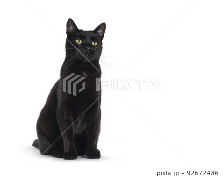 Black cat on white background 92672486