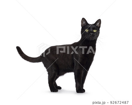 Black cat on white background Black cat on white background 92672487