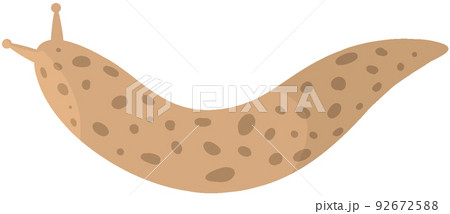 マダラコウラナメクジ マダラコウラナメクジ 92672588