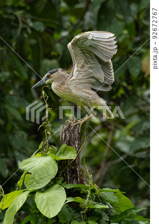 Juvenile Black-crowned Night Heron flapping its wings on tree stump 92672767