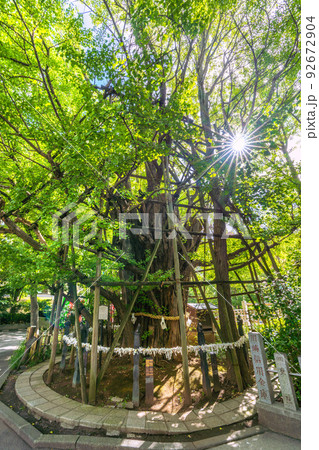 日本の川崎都市景観　緑に包まれた川崎の稲毛神社・御神木大銀杏 92672904