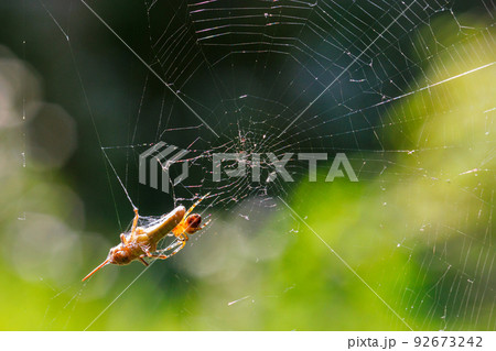The spider has caught a locust grasshopper in its round radial web. 92673242