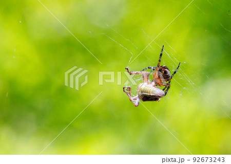 The spider attacks its prey, a locust grasshopper, and wraps it in webs. 92673243