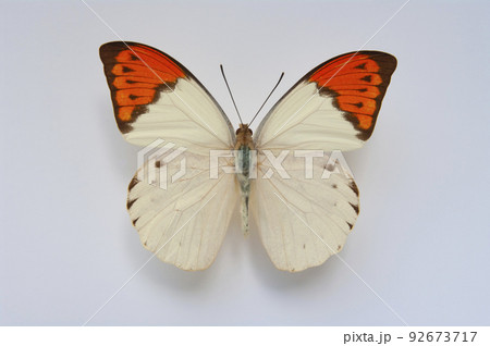 蝶の標本・ツマベニチョウの写真素材 [92673717] - PIXTA