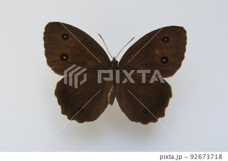 蝶の標本・ジャノメチョウ 92673718