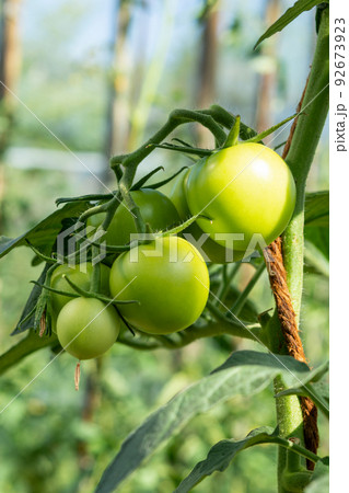 A branch with green tomatoes on a plantation of tomato plants in a greenhouse. A branch with green tomatoes on a plantation of tomato plants in a greenhouse. 92673923