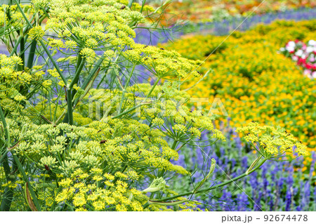 写真　秋田のハーブ園のフェンネルの花と色とりどりの花壇 92674478