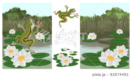 Toad in the summer on a pond with water lilies set of illustrations Toad in the summer on a pond with water lilies set of illustrations 92674491