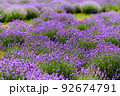 Blooming lavender flowers in a farmer's field 92674791