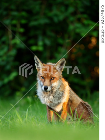 Close up of a Red fox sitting in grass 92674875