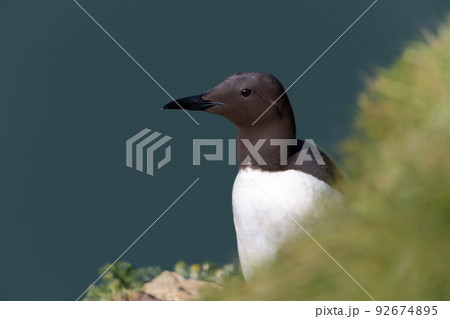 Portrait of a common Guillemot against blue background on a cliff edge 92674895