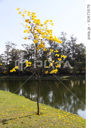 サンパウロの公園に咲くブラジル国花のイペー サンパウロの公園に咲くブラジル国花のイペー 92675076