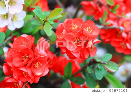 満開の木瓜（ボケ）の花 92675101