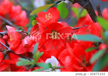 満開の木瓜（ボケ）の花 92675102