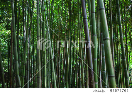 Bamboo background in a public park 92675765