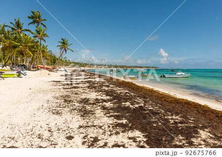 Dominican Republic Bavaro Punta cana provinces La Altagracia. Beach full of sargassum algae. Sargassum seaweeds Caribbean ecological problem. 92675766