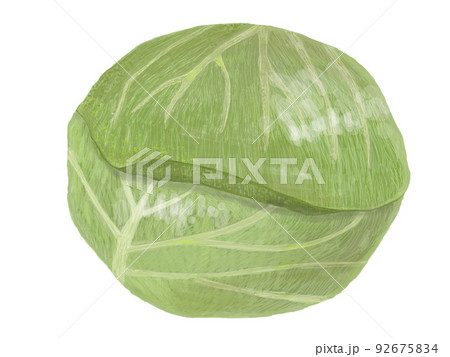 キャベツ_横 キャベツ_横 92675834