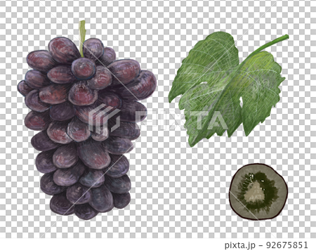 ぶどうと断面と葉っぱ_横 92675851