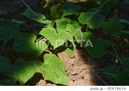 Sunlight falls on the bushes of growing cucumber plant, in the open ground of an eco farm. High angle view. Agriculture 92676614
