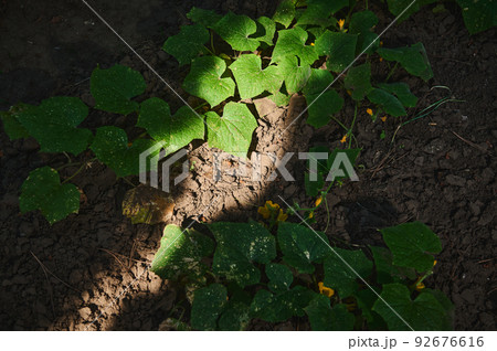 Top view of the bushes of growing cucumber plant, in the open ground of an eco farm, illuminated by a daylight. Farming 92676616