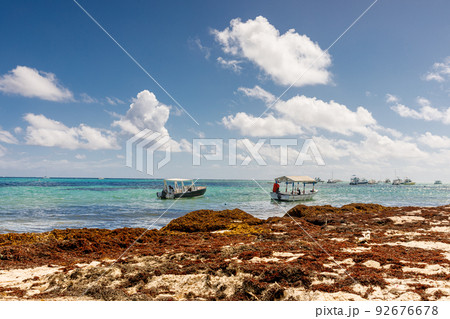 Beach full of sargassum algae. Sargassum seaweeds Caribbean ecological problem. 92676678