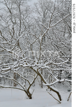 鹿の角みたいな、木の枝に雪が積もるの写真素材 [92677076] - PIXTA