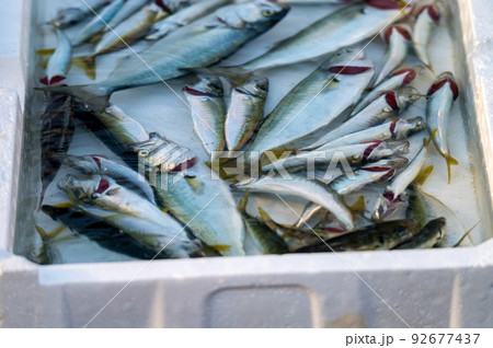 Freshly caught horse mackerel in a bucket of water at the Istanbul market Freshly caught horse mackerel in a bucket of water at the Istanbul market 92677437